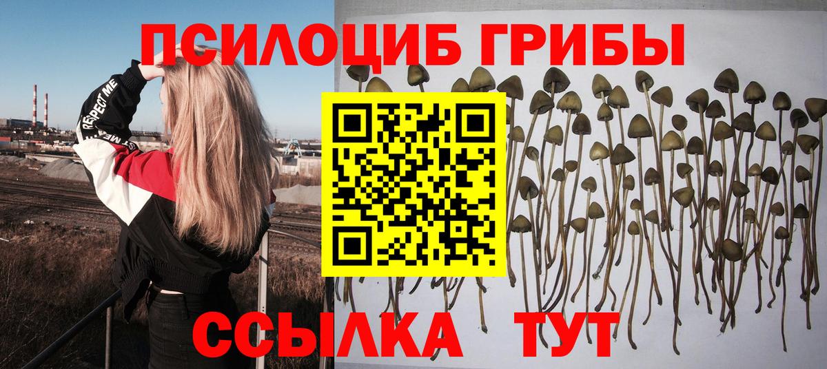 Псилоцибиновые грибы Psilocybe  Галлюциногенные грибы мицелий  Алейск  Вход с VPN 